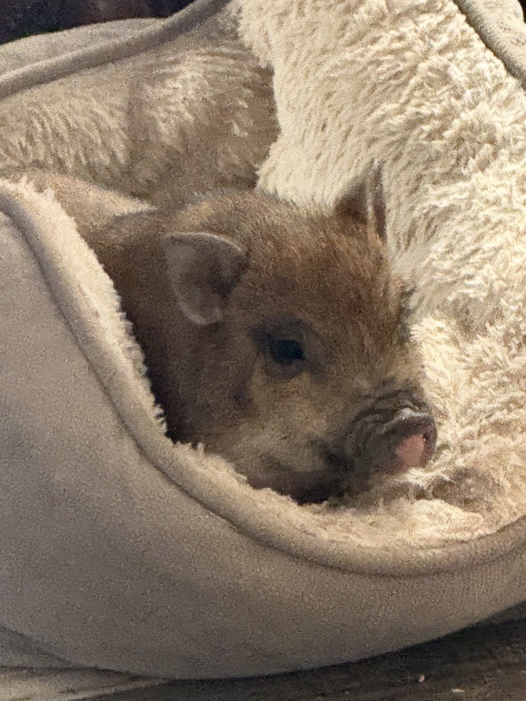 Micro Teacup pig Rudy