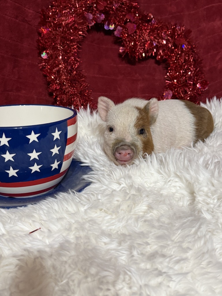 Super Micro Teacup pig Mikey
