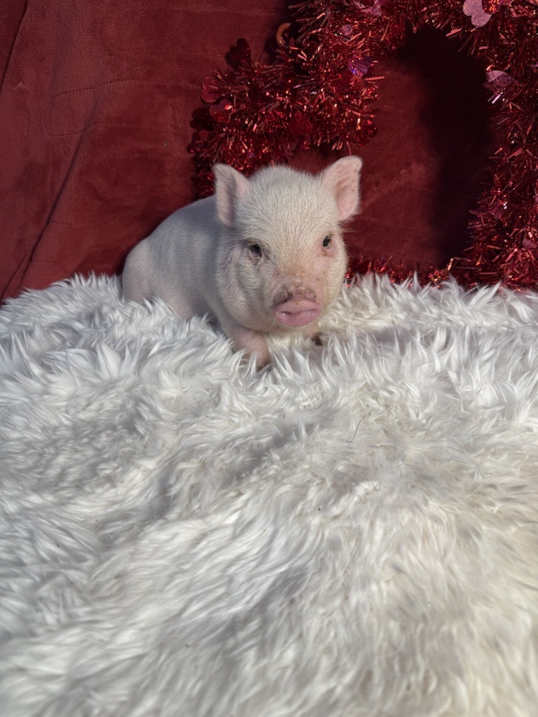 Super Micro female Kinley