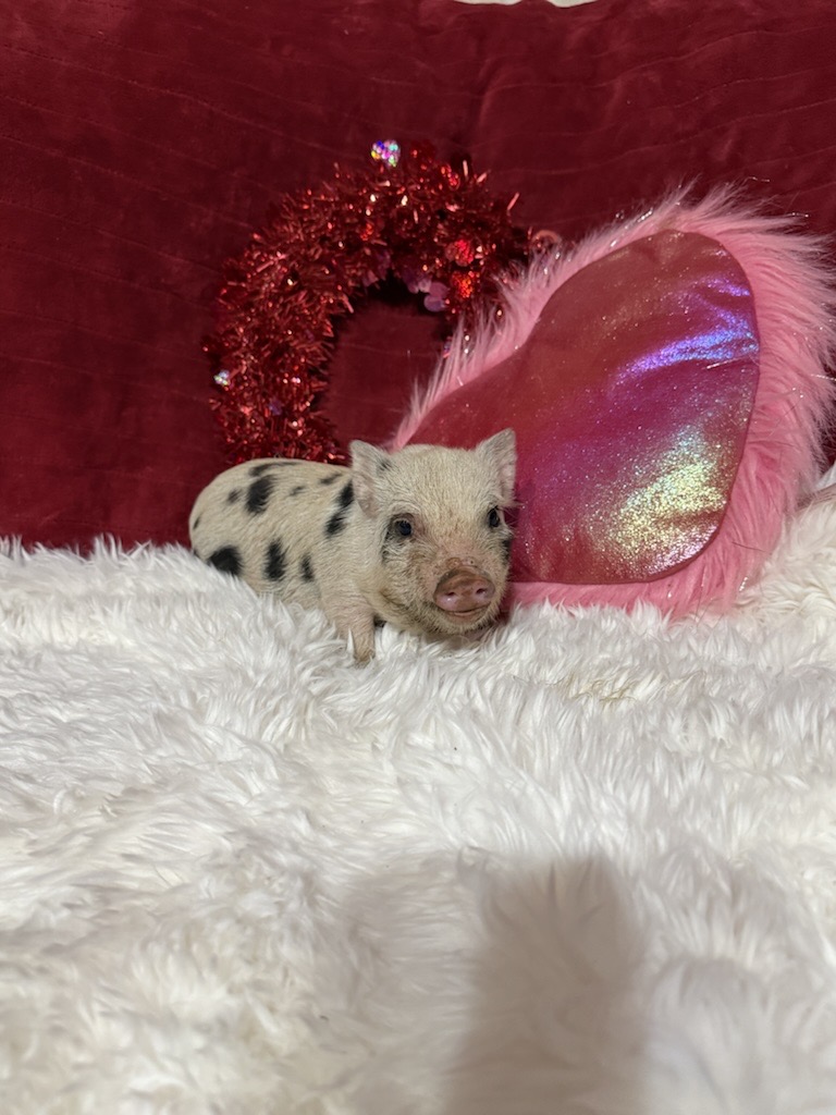 Super Micro female Penelope