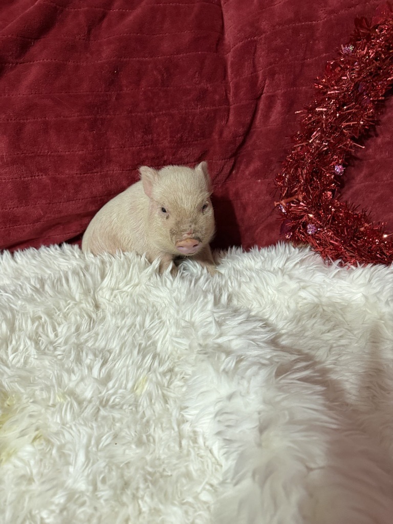 Super Micro female Kinley