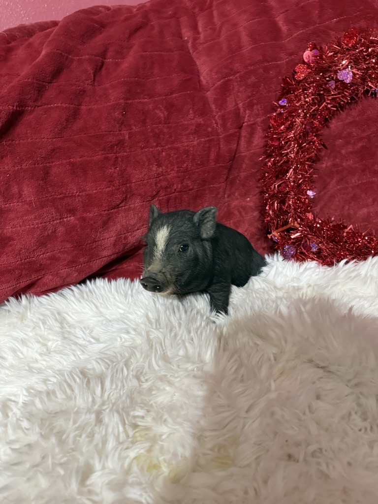 Super Micro female Mrs. Piggy