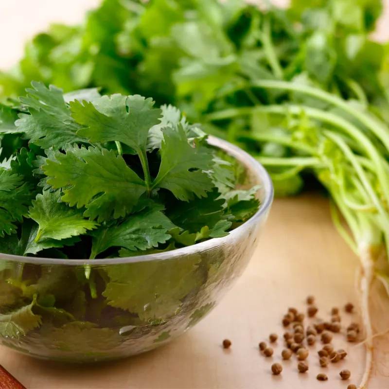 Summer Herbs & Cilantro