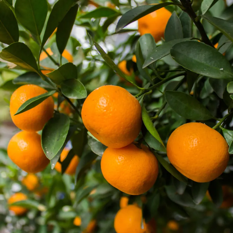 Sun-Ripened Mandarins & Musk