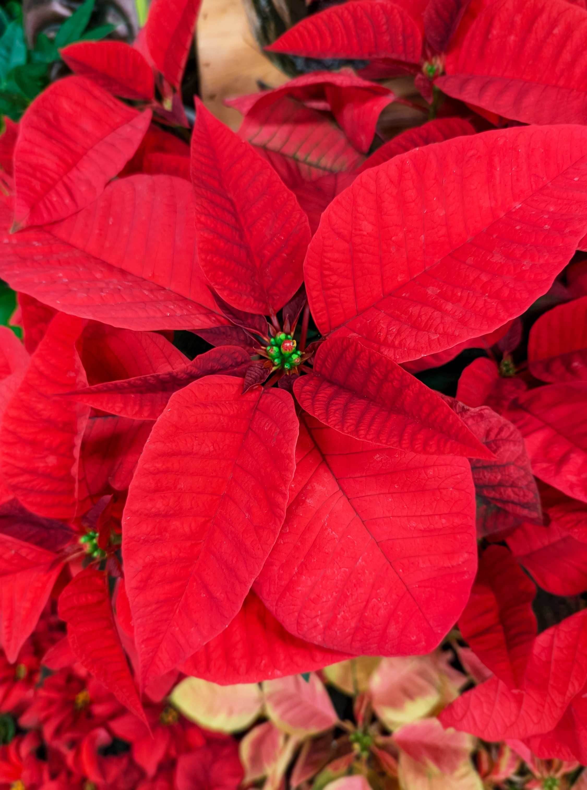 Classic Poinsettia