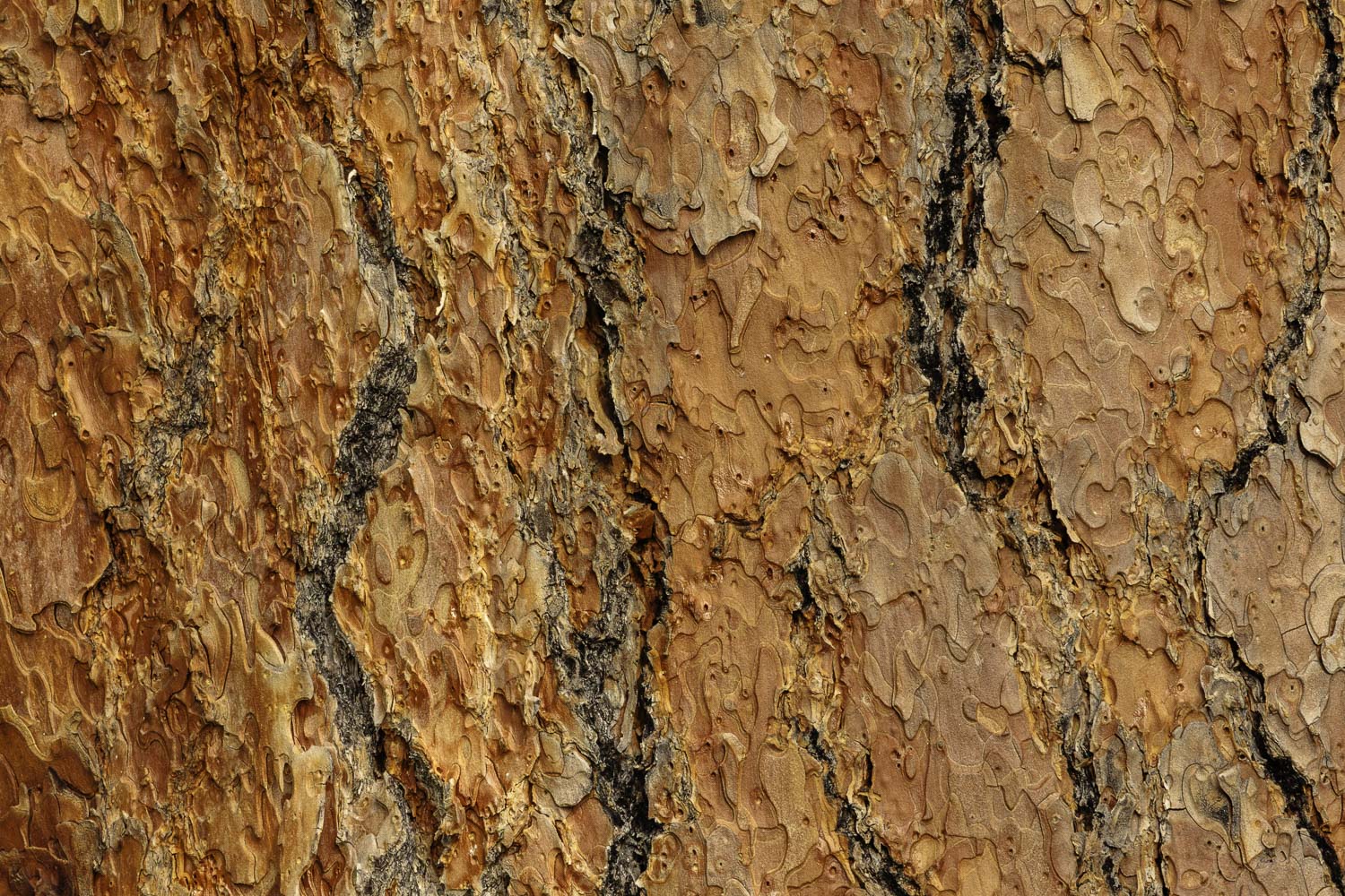 Ponderosa Pine Texture