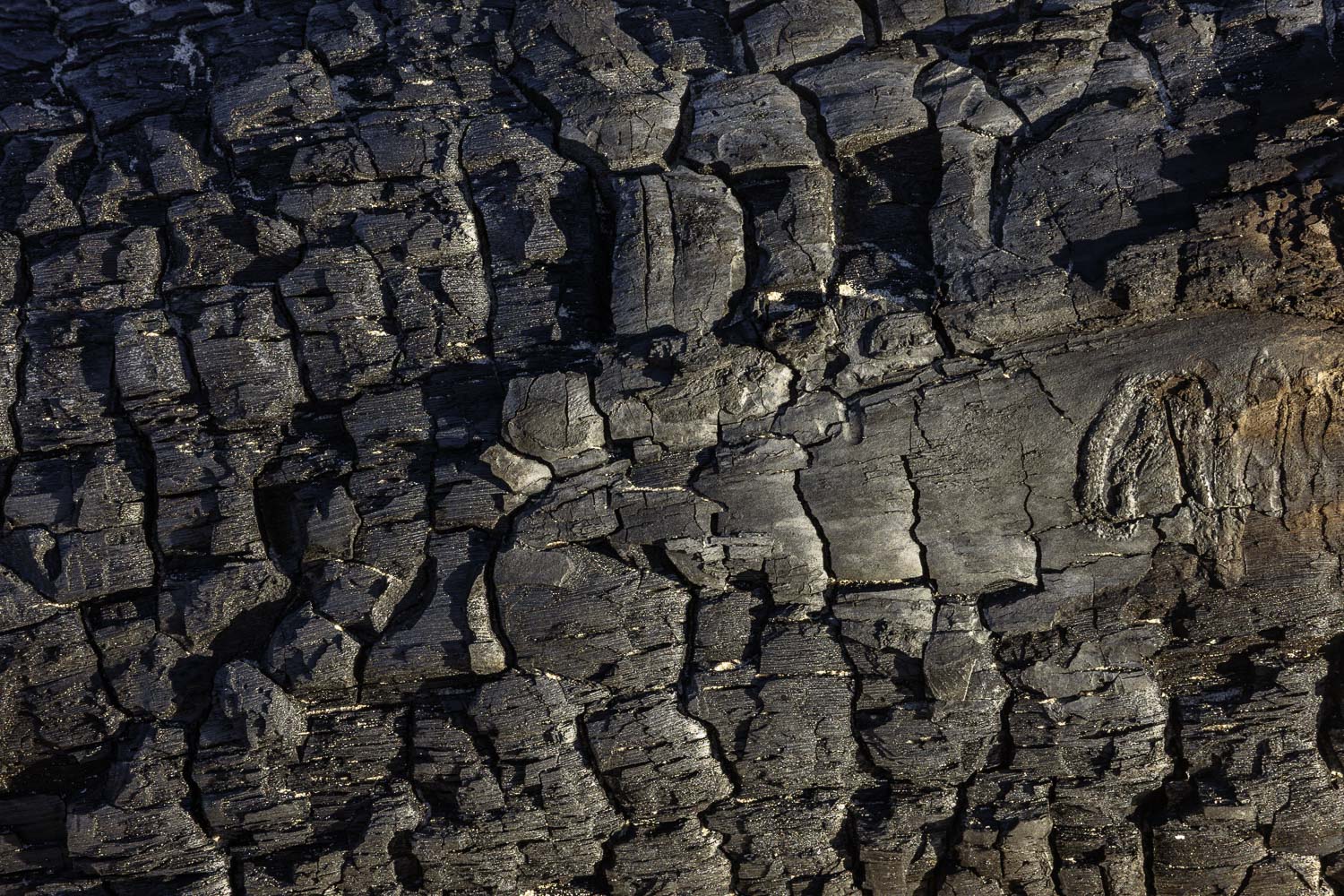 Exploring Charred Wood