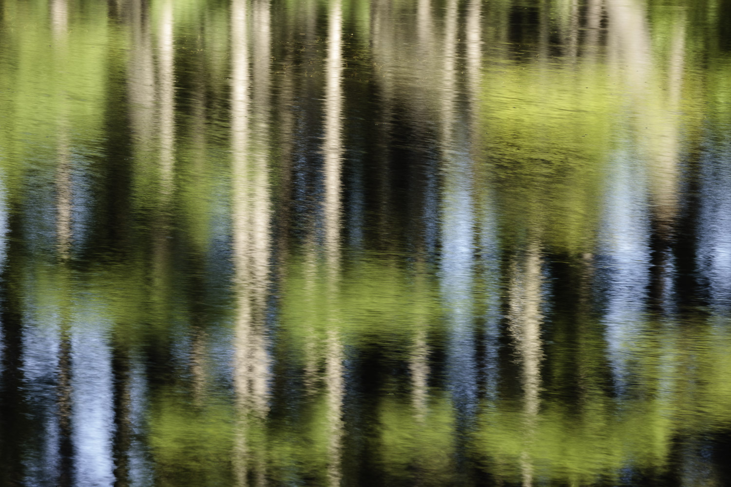 Red Pine Reflections