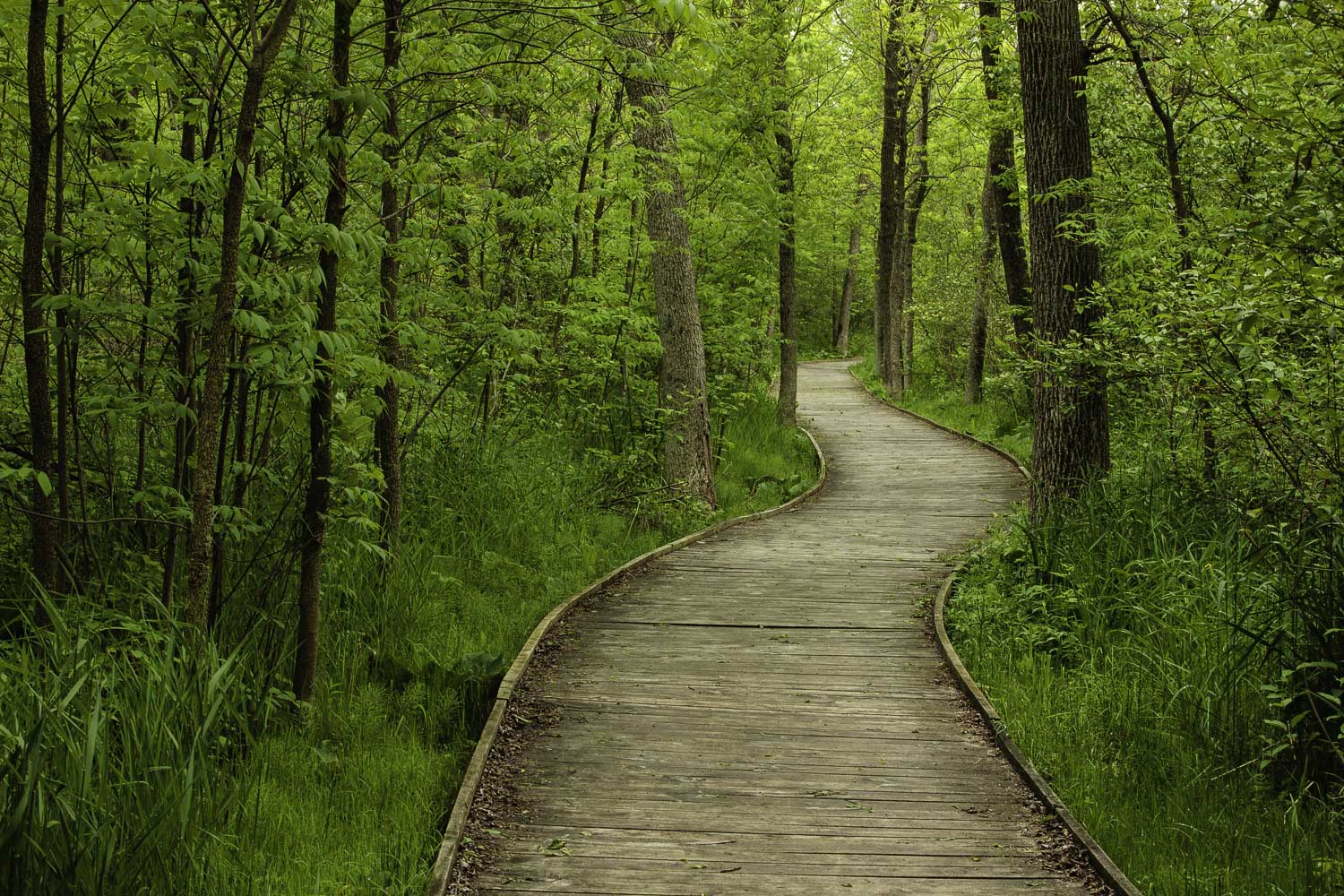 Meandering Boardwalk