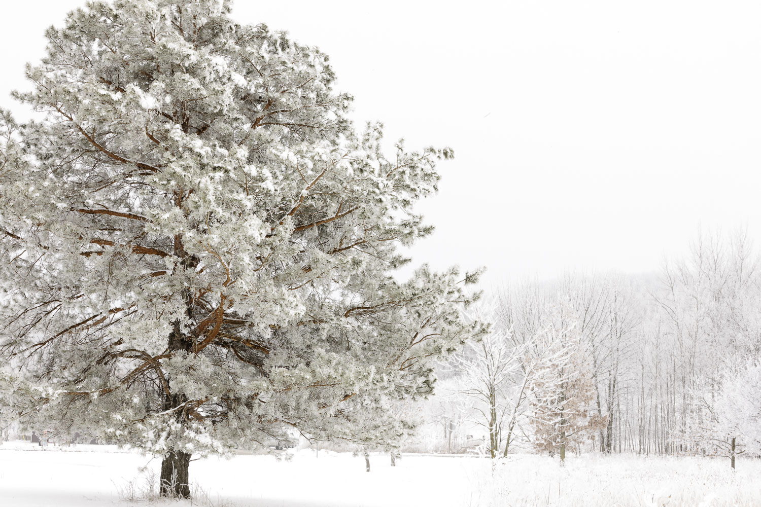 Rimes Ice on Pine