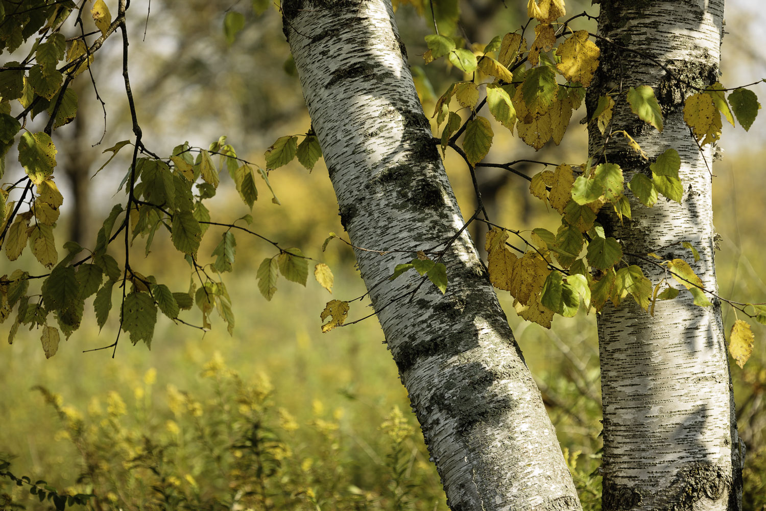 Under the Autumn Birch