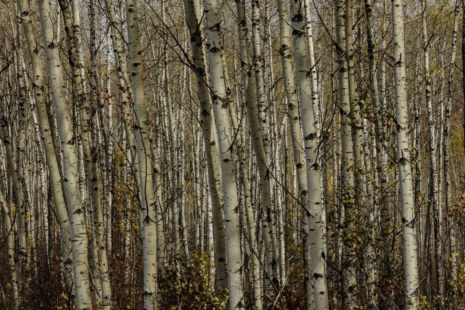 Birch and Aspen Forest