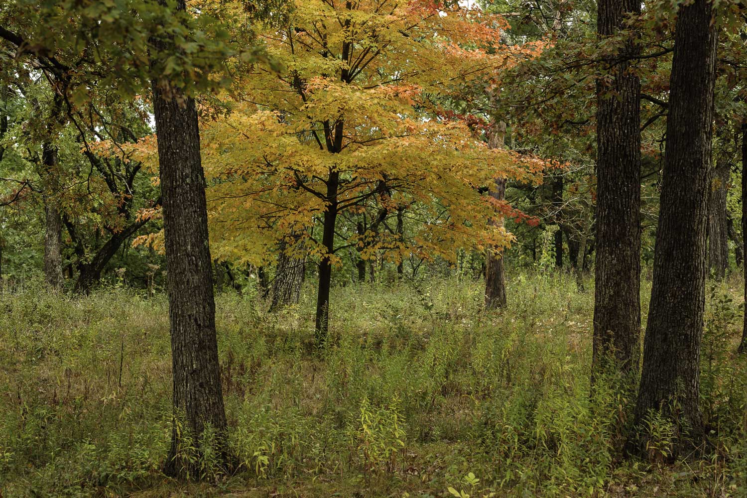 A Forest of Color