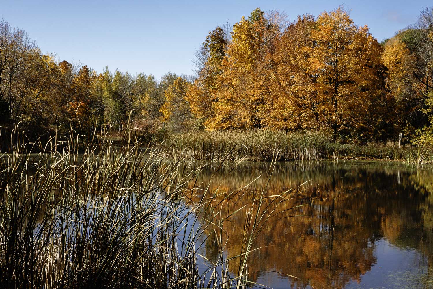 Autumn Pond