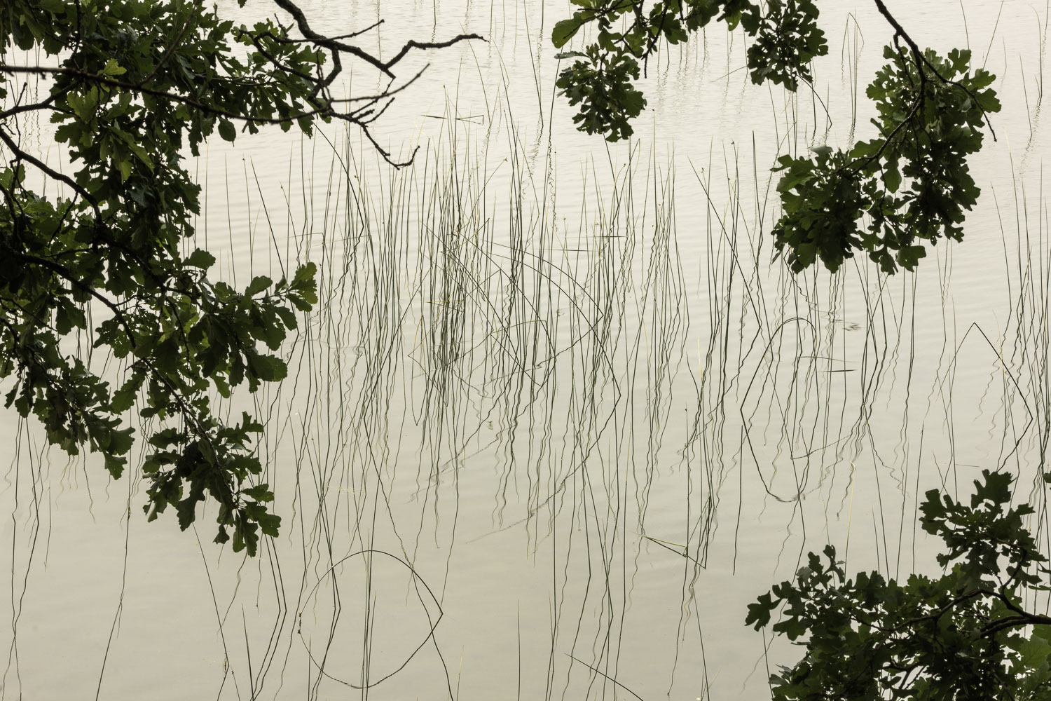 Silence of the Lake