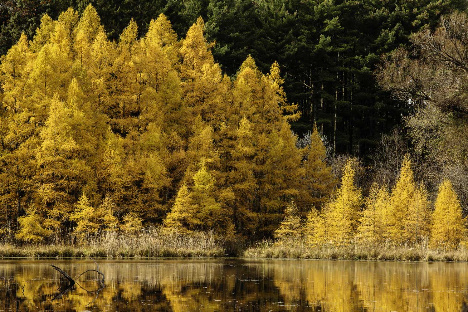 Autumn Golden Tamaracks