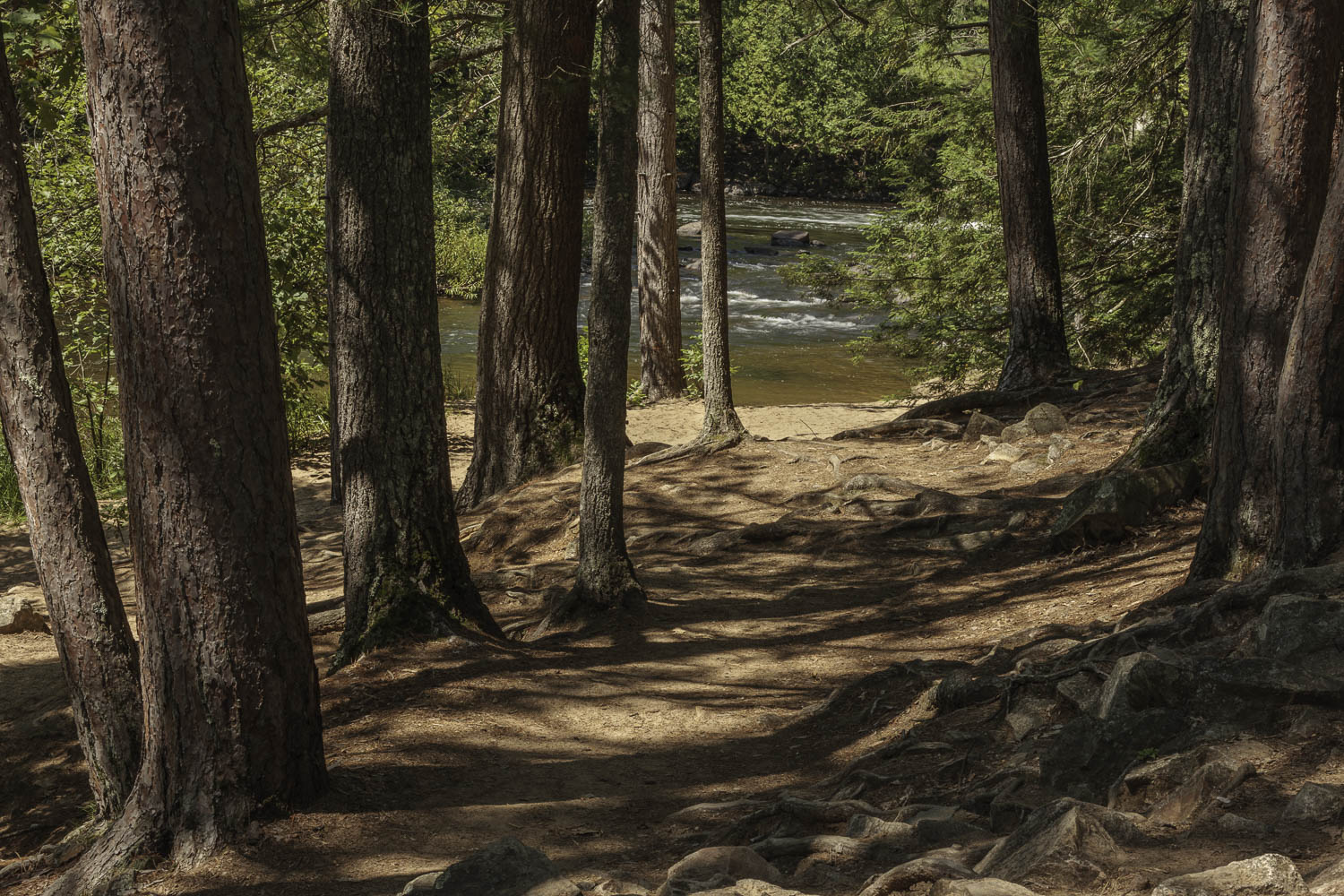 Shadows of Pines
