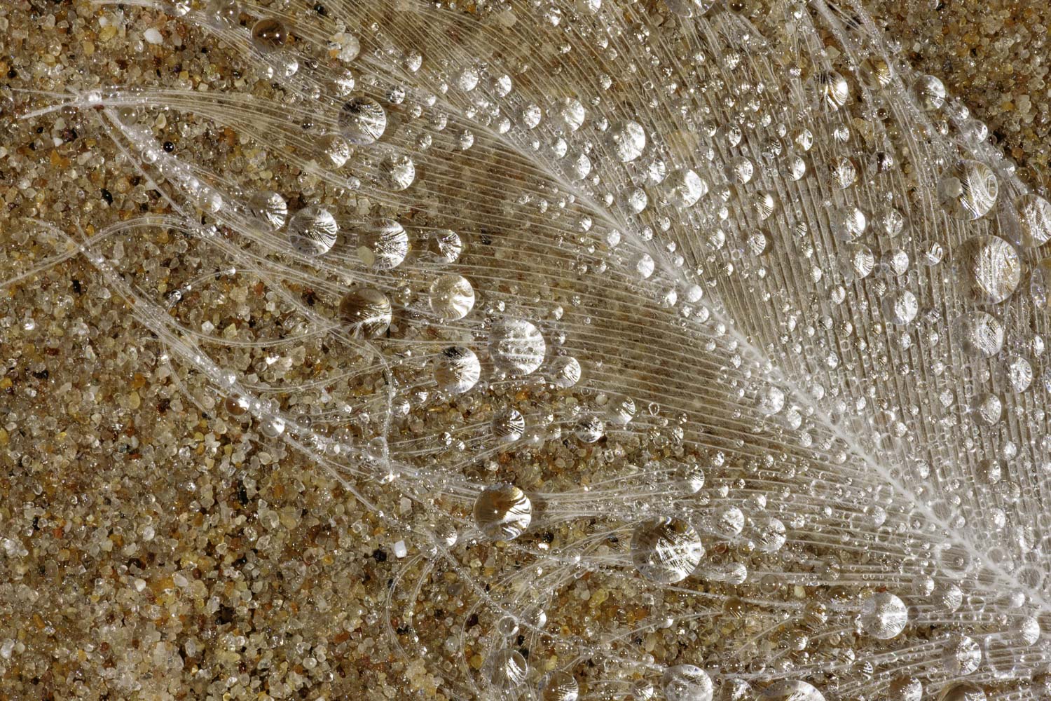 Translucent Feather