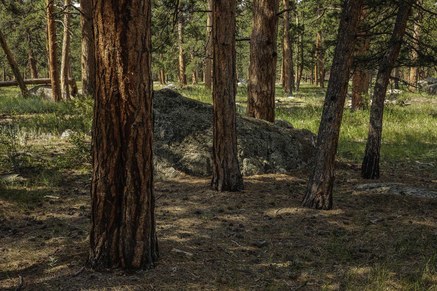 Ponderosa Pine Forest