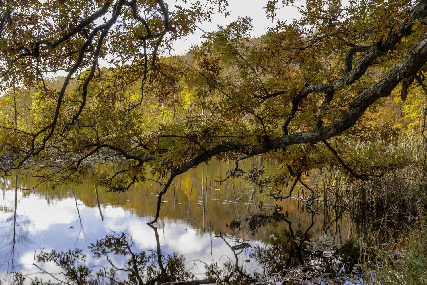 Autumn Oak Branch