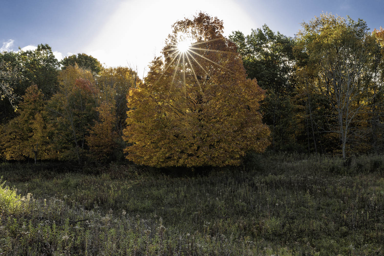 Maple Sunstar