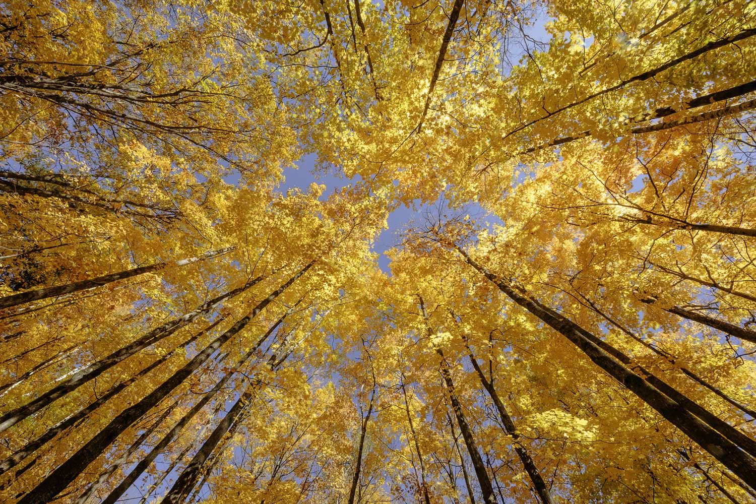 AUTUMN MAPLE CANOPY