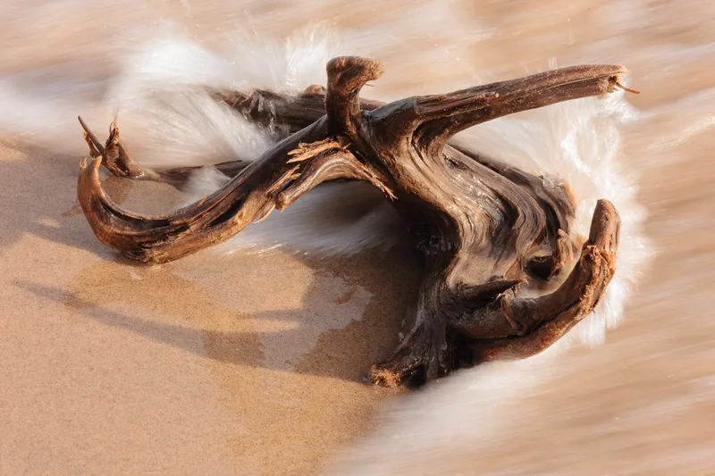 DRIFTWOOD AWASH