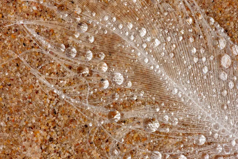 TRANSLUCENT FEATHER