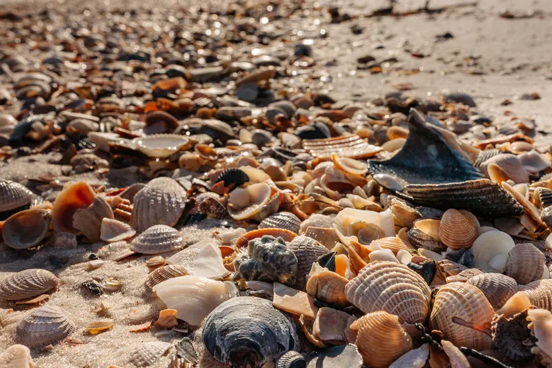 GULF COAST SHELLS