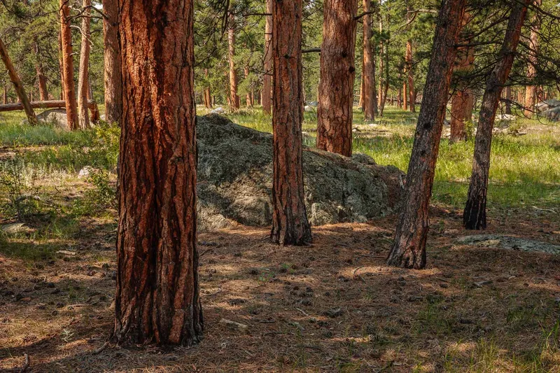 PONDEROSA PINE FOREST