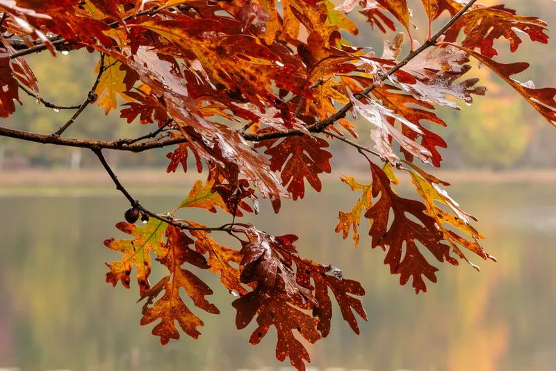 THE OAKS AT ENNIS LAKE