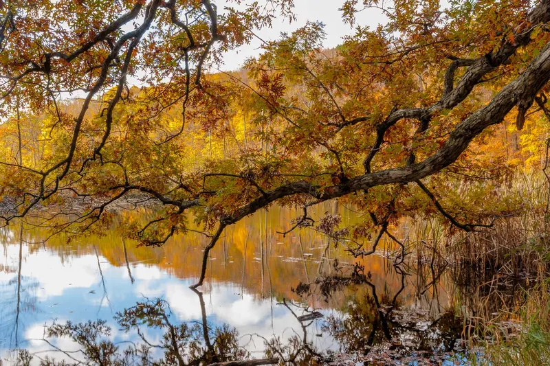AUTUMN OAK BRANCH