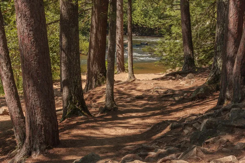 SHADOWS OF PINES