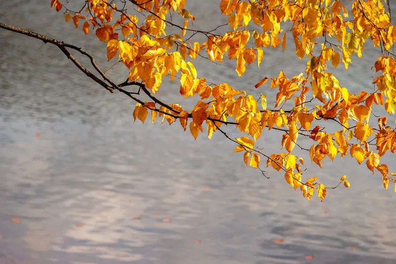 BIRCH LEAVES OVER WATER