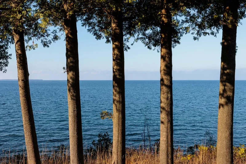 FIVE CEDAR TREES