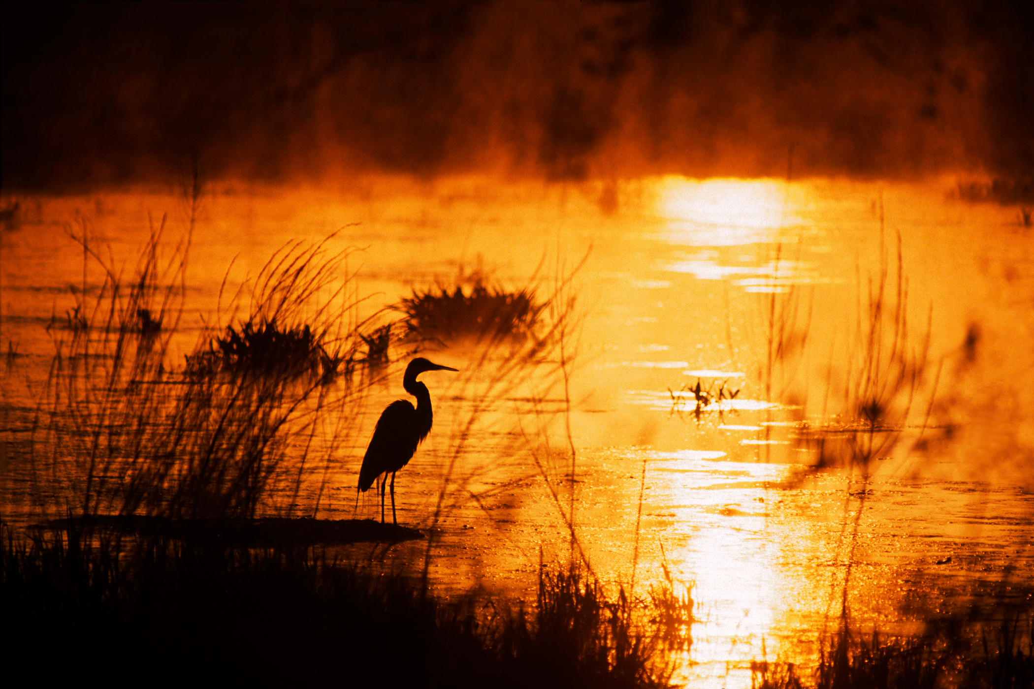 LITTLE RIVER EGRET – Sunrise, Newbury, MA