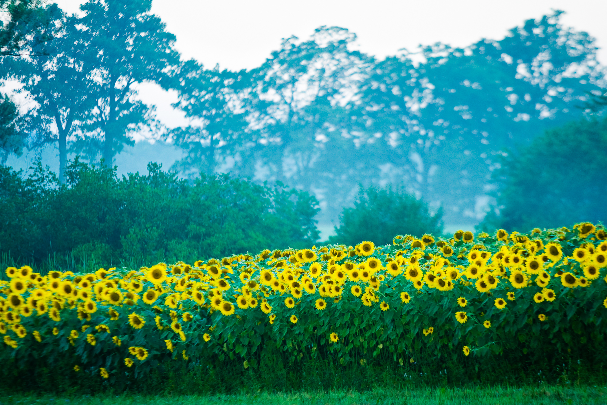 SUNFLOWERS AND MORNING FOG – Newbury, MA