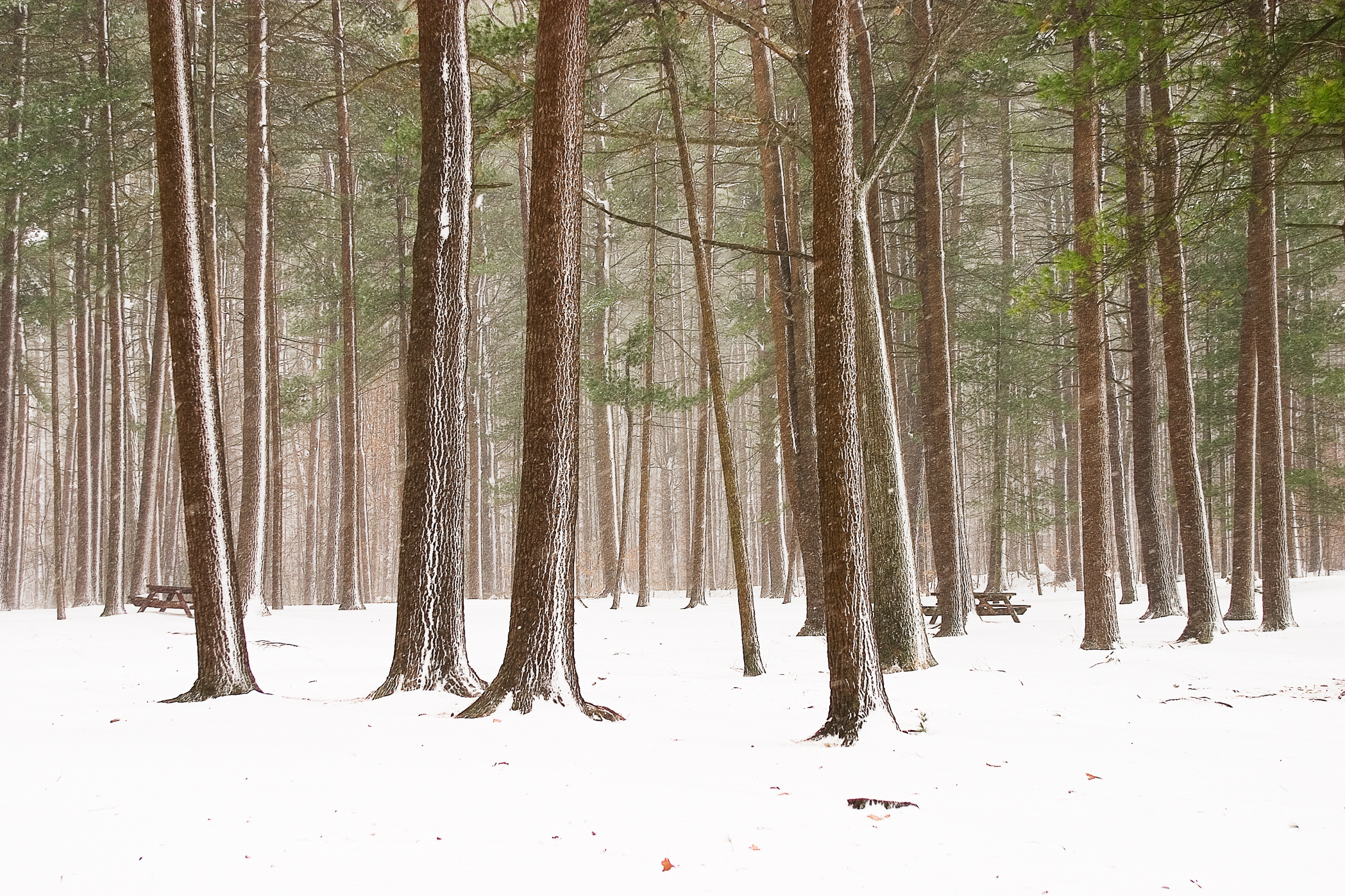 MOSELEY WOODS #2 – Newburyport, MA