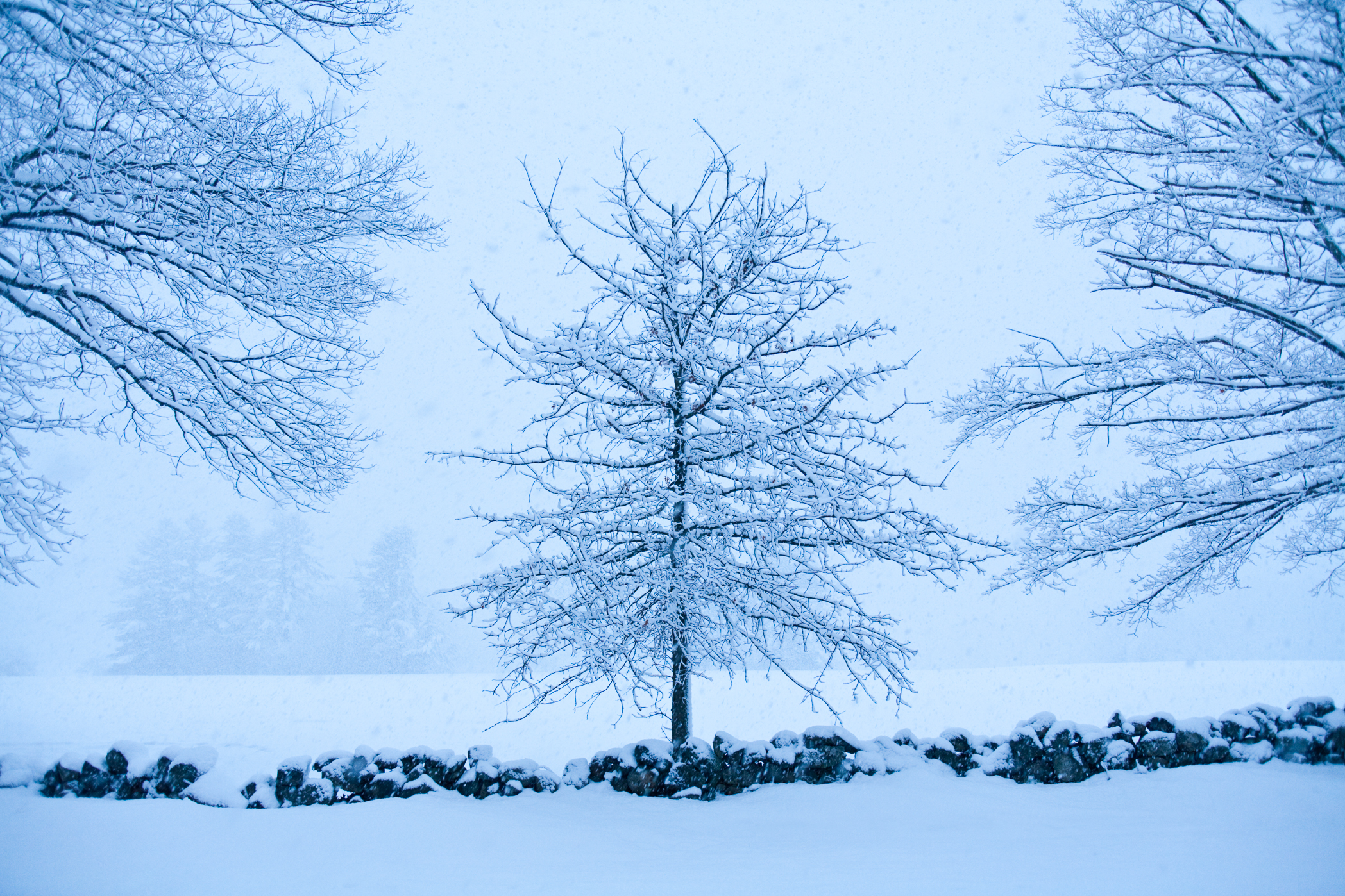 WINTER TREE – Newburyport, MA