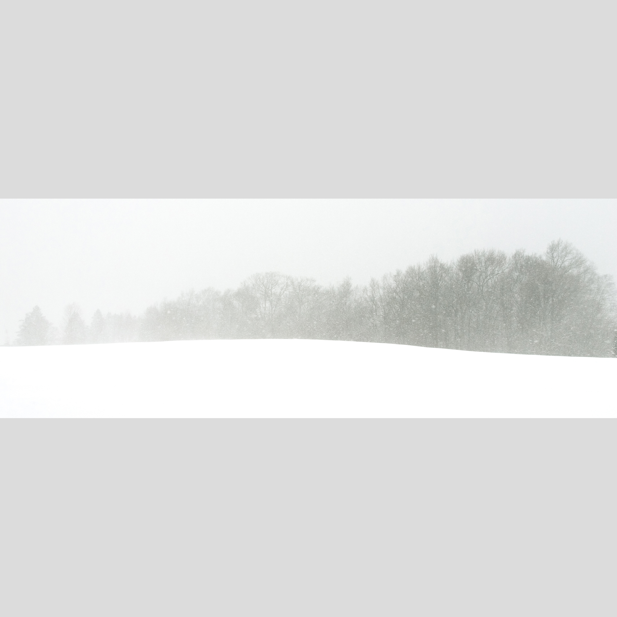 MAUDSLAY TREES — Maudslay State Park, Newburyport, MA