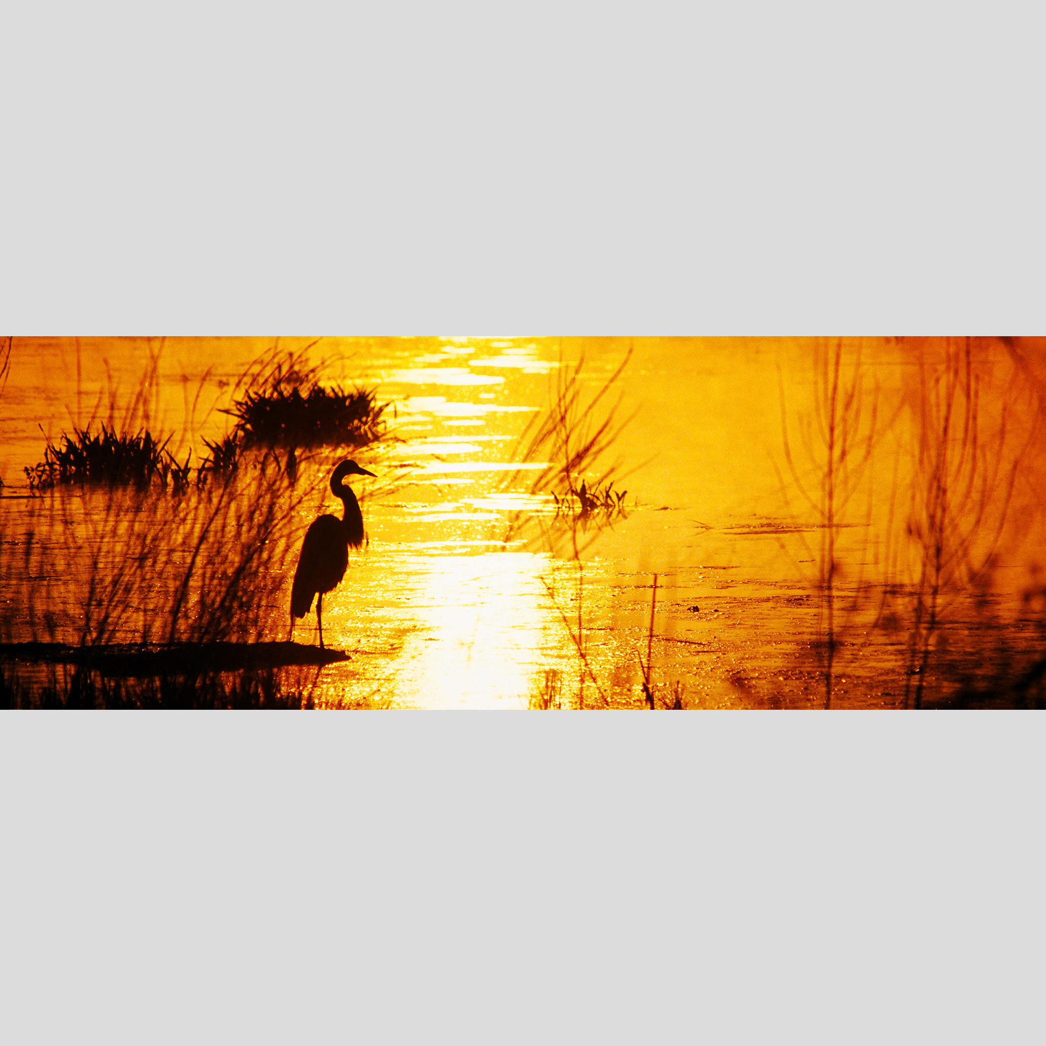 LITTLE RIVER EGRET — Sunrise, Newbury, MA