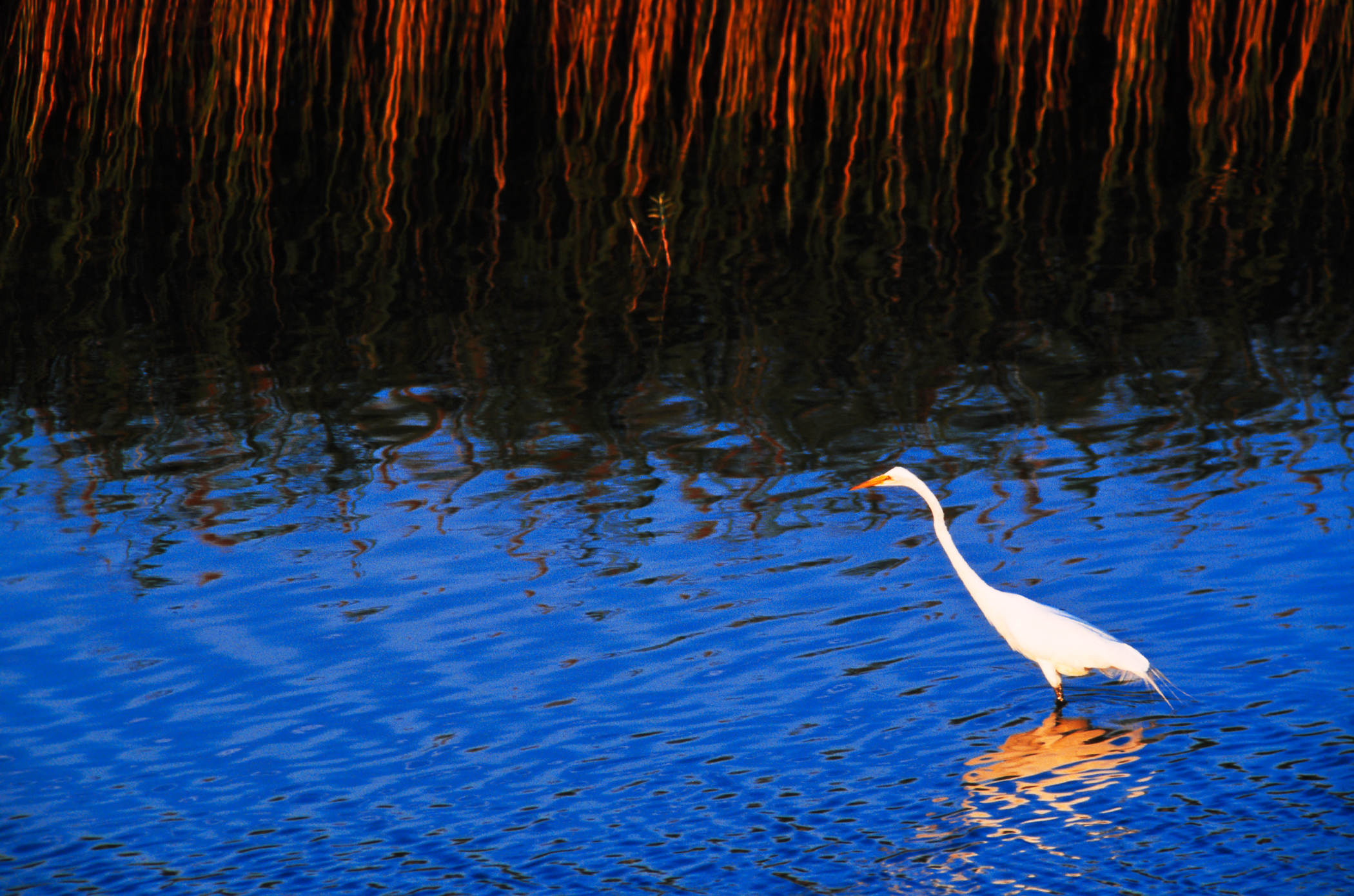 HELLCAT EGRET – Plum Island, Newbury, MA