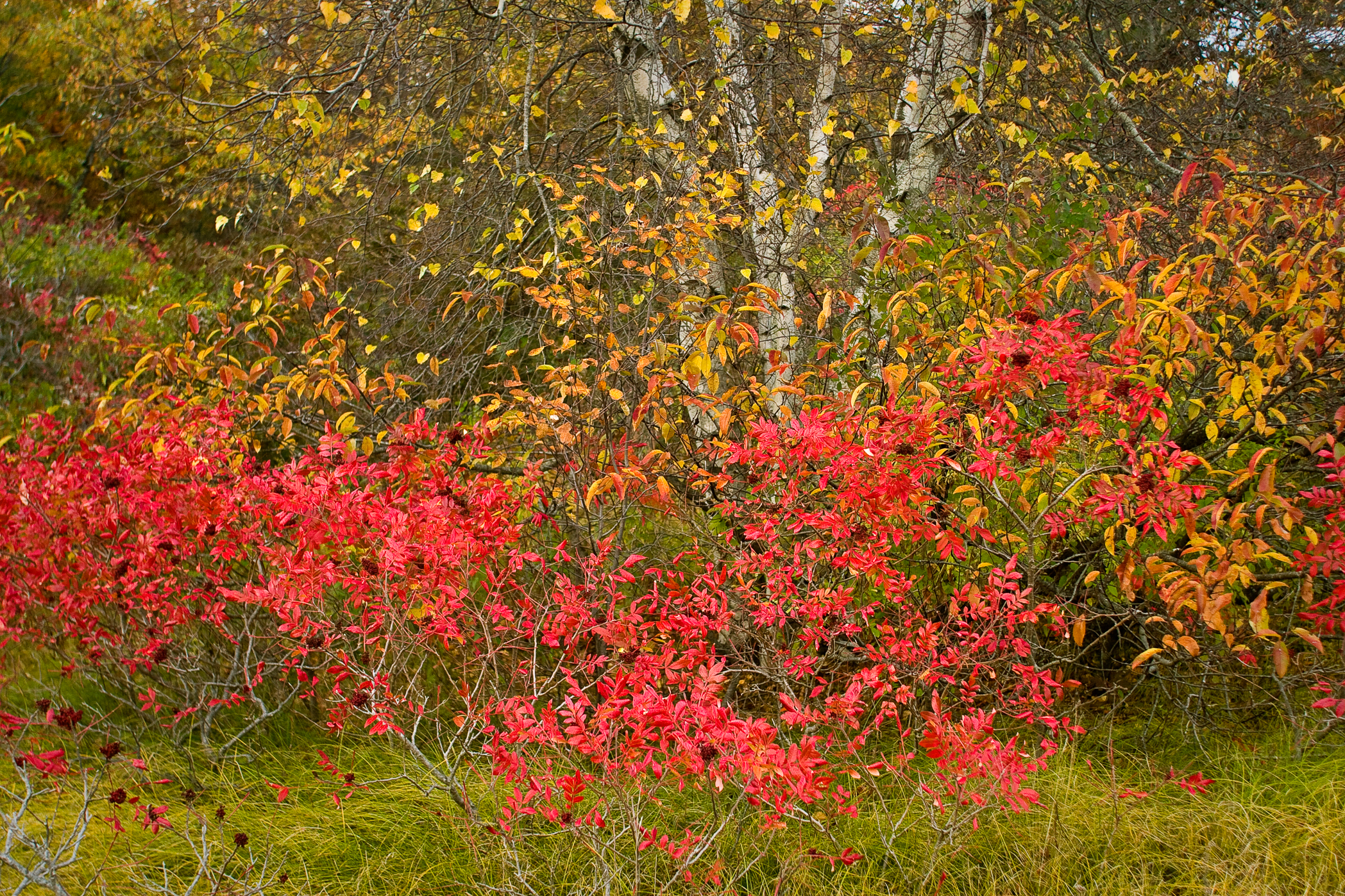 PLUM ISLAND BIRCH #1 – Plum Island, Newbury, MA