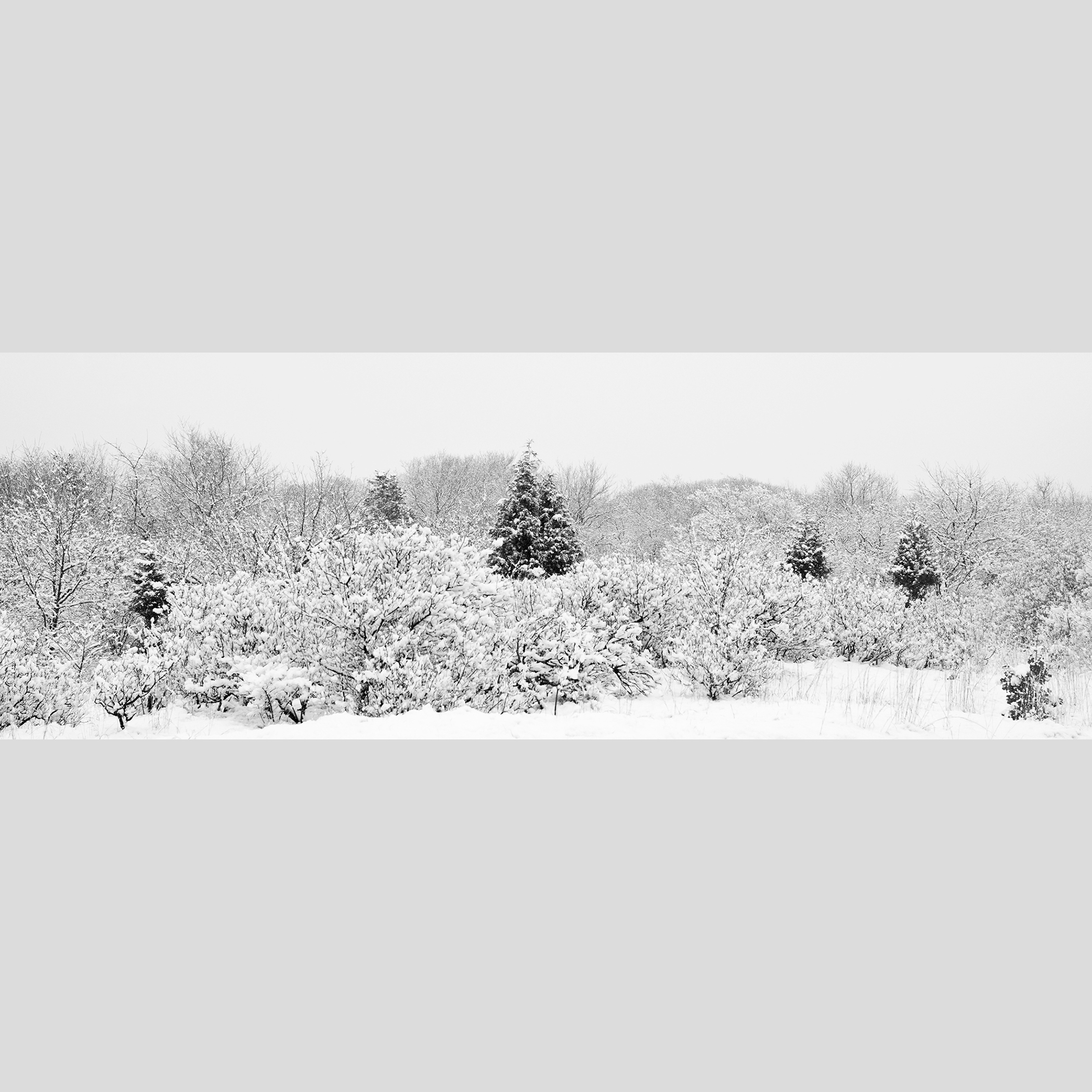 FIRST SNOW — Plum Island, Newbury, MA 