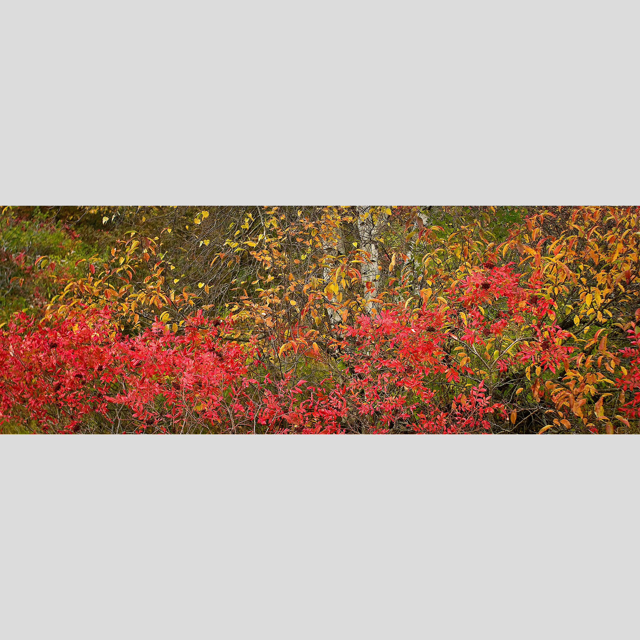 PLUM ISLAND BIRCH #2 — Newbury, MA