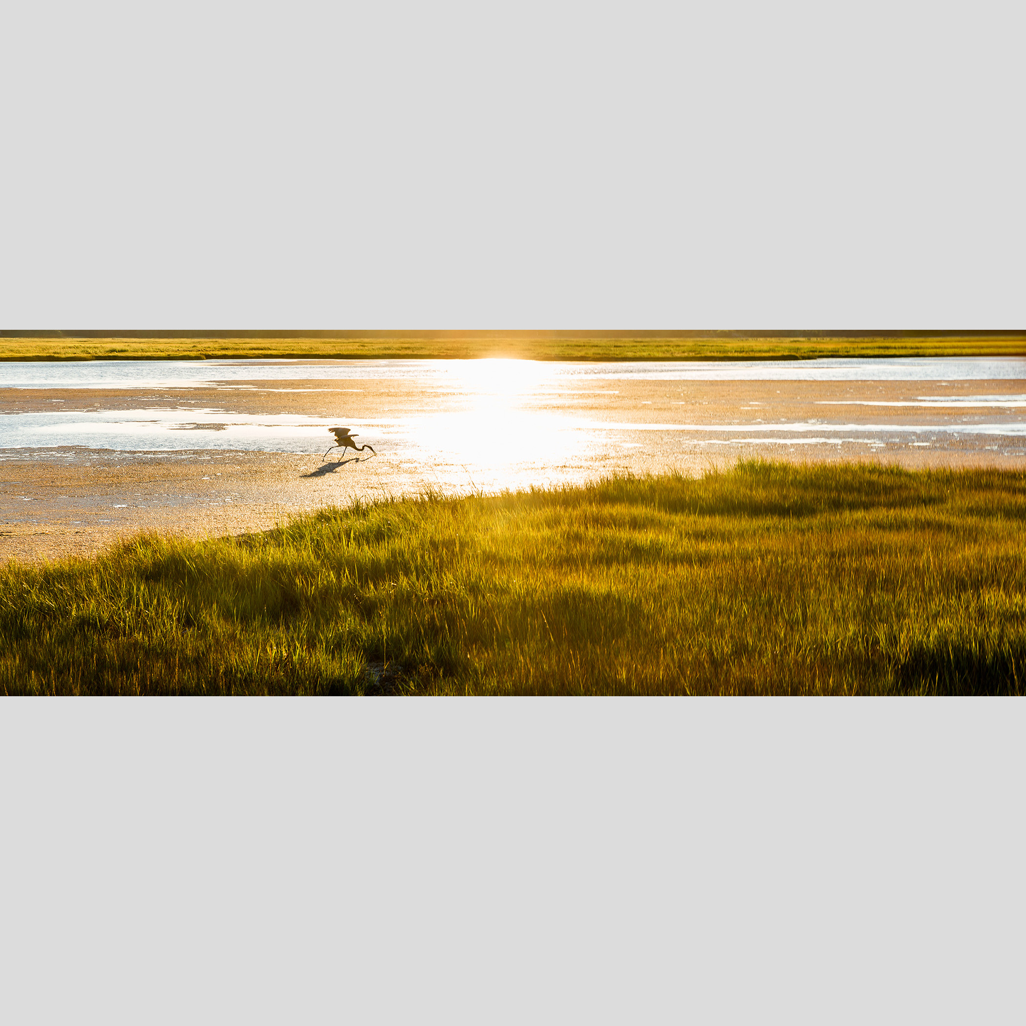 SALT PANNES HERON — Sunset, Plum Island, Newbury, MA