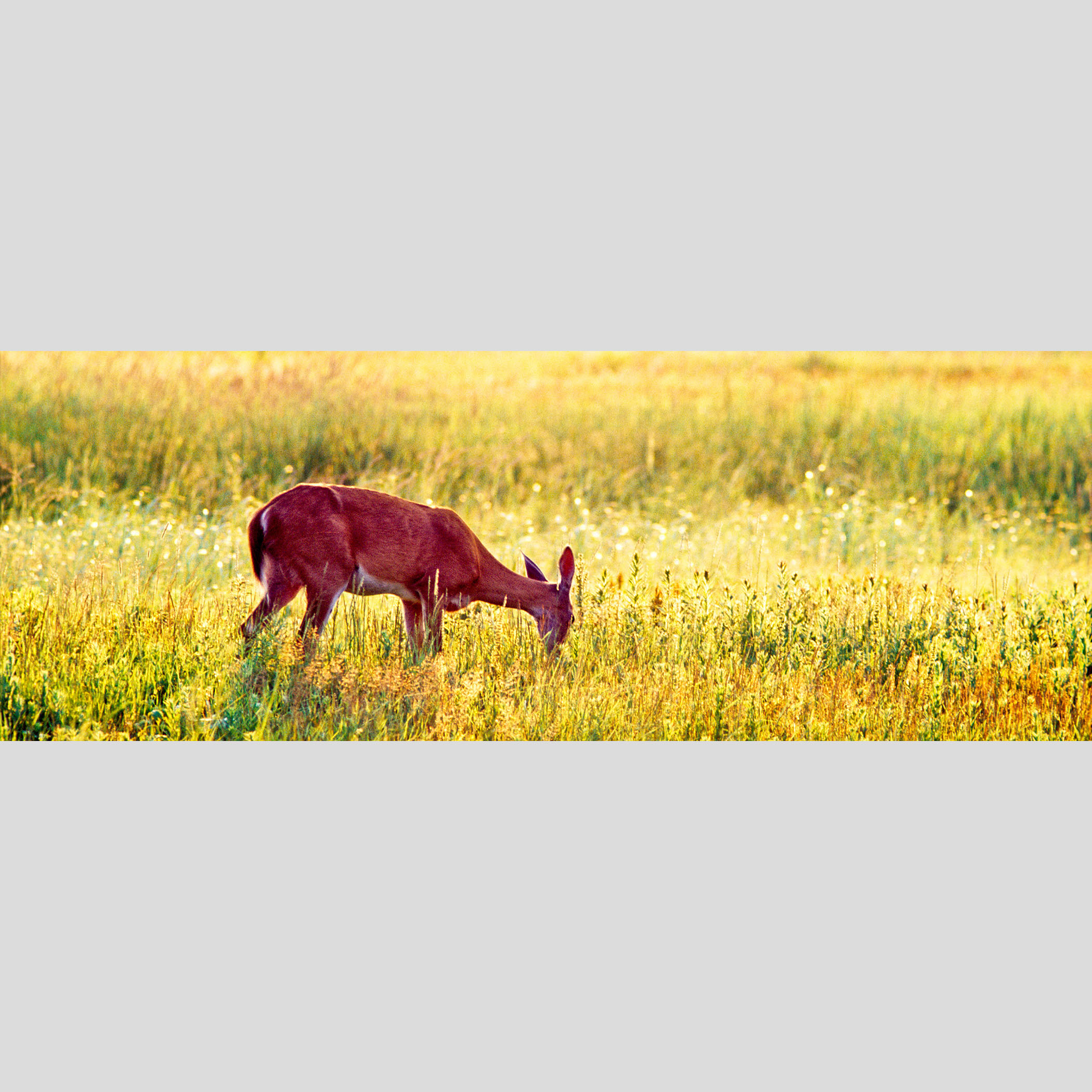 WHITE-TAILED DEER — Sunset, Plum Island, Newbury, MA