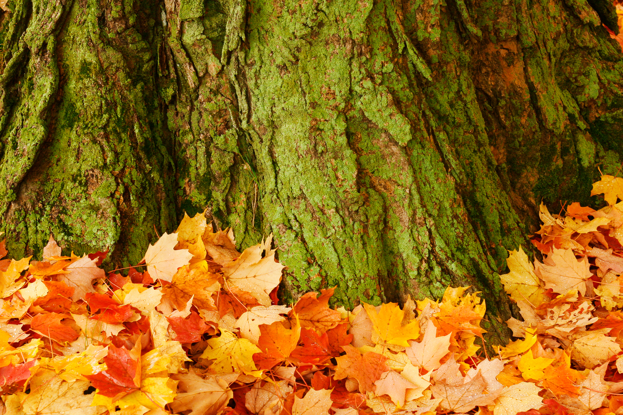 HIGH STREET – Fall foliage, Newburyport, MA