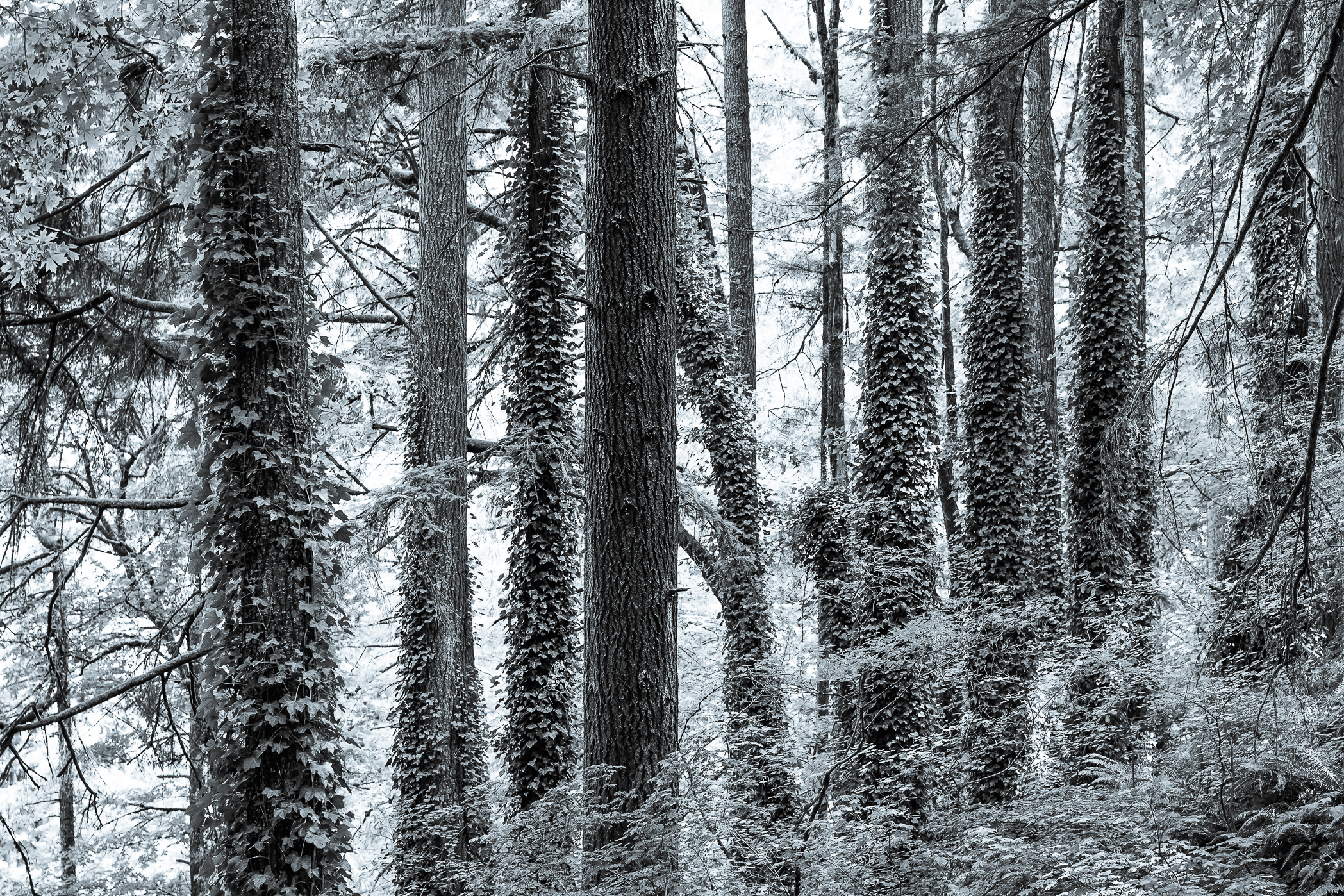 FOREST PARK – Portland, Oregon