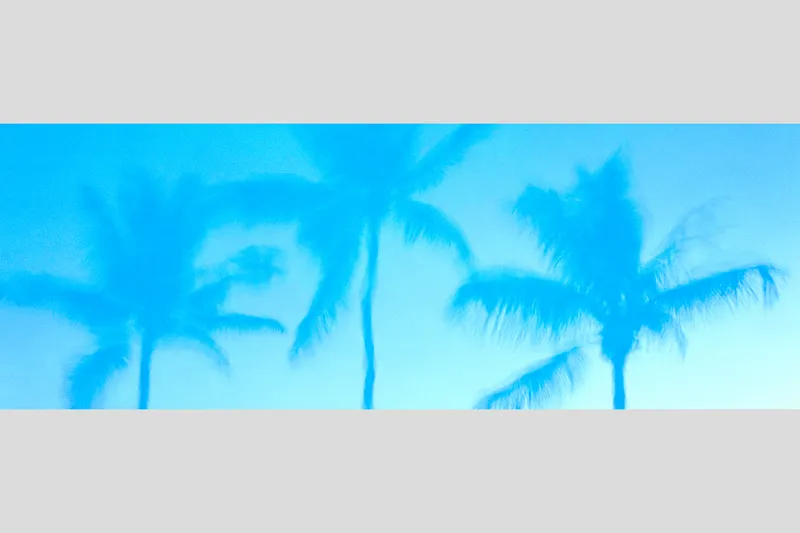 BAHAMA PALMS — Nassau,  New Providence Island, Bahamas